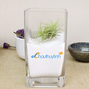 Chậu Thủy Tinh CC33