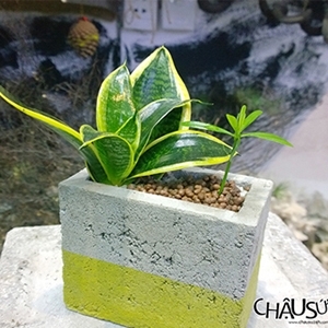 Chậu Sứ CM14