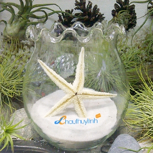 Chậu Thủy Tinh C030