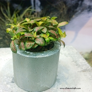Chậu Sứ CM24
